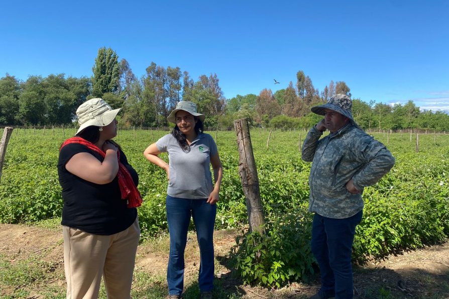 Delegada provincial de Linares y directora de INIA Raihuen realizaron catastro por daños agrícolas debido a evento climático